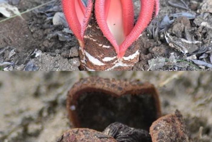 寄生生活定义,寄生的生活方式是什么 寄生生活定义,寄生的生活方式是什么