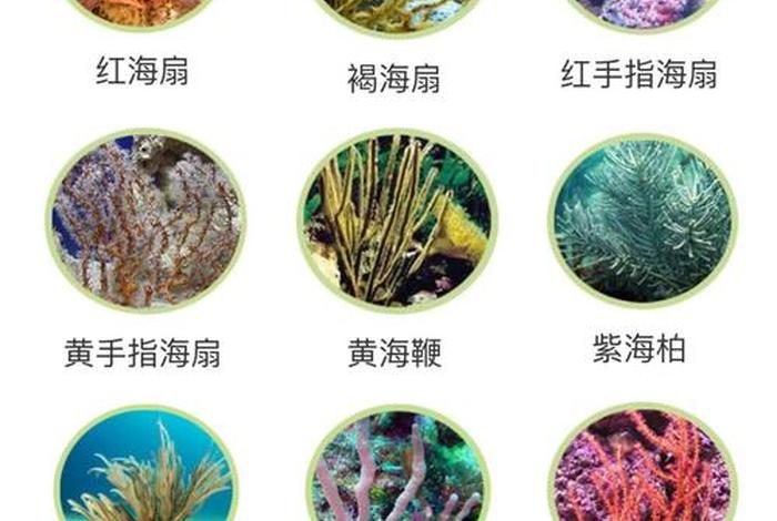 珊瑚的生活方式属于，珊瑚的生活方式属于？
