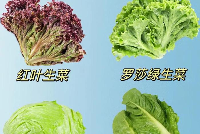 珊瑚生菜，珊瑚生菜怎么吃最好