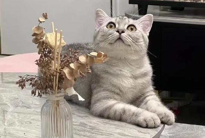 爱猫生活小组,爱猫生活小组暗号是什么 爱猫生活小组,爱猫生活小组暗号是什么