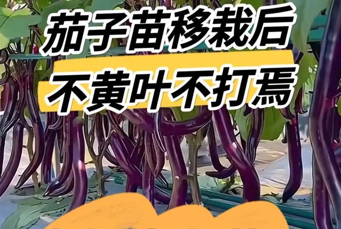 茄子生活在哪个地方（茄子喜欢在哪里生活）