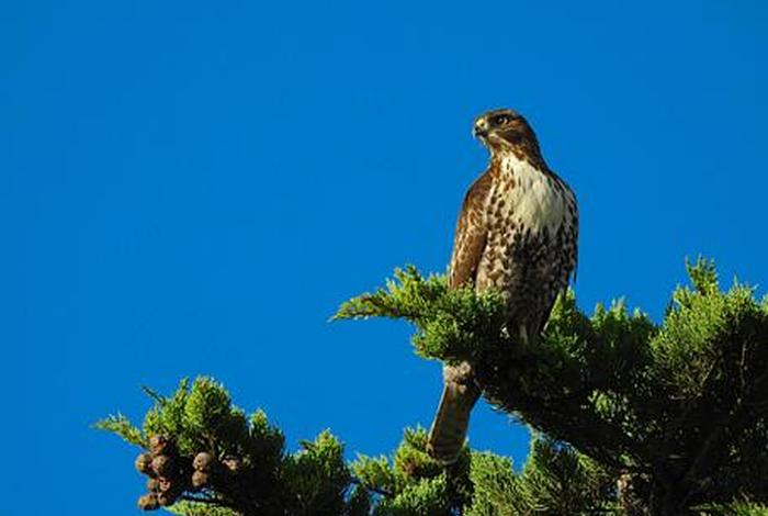 鹰的生活环境在哪里 鹰主要生活在哪里 鹰的生活环境在哪里 鹰主要生活在哪里