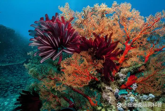 珊瑚生活在深海还是浅海、珊瑚生长在淡水还是海水 珊瑚生活在深海还是浅海、珊瑚生长在淡水还是海水