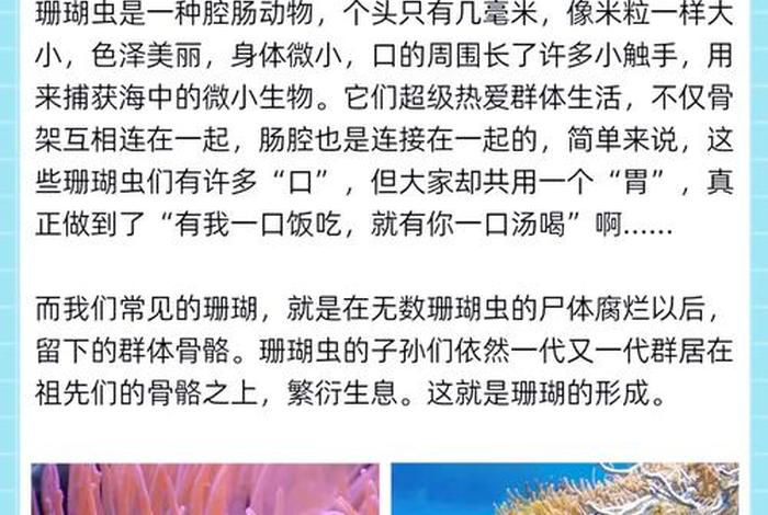 珊瑚生活在深海还是浅海;珊瑚是在深海里吗 珊瑚生活在深海还是浅海;珊瑚是在深海里吗