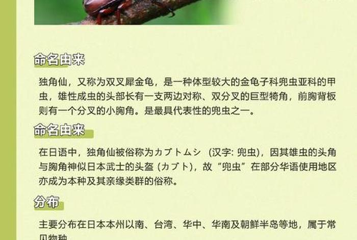 独角仙的生活习性是什么、独角仙的生活特征