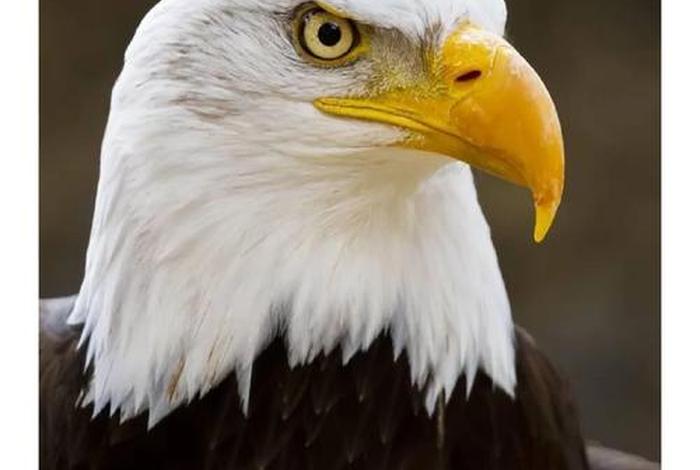 鹰的生活作息（鹰的作息规律）