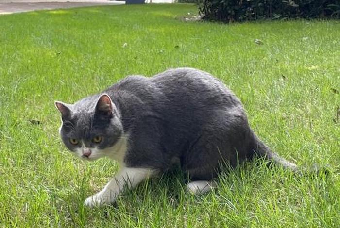 流浪猫的生活是什么样的,流浪猫的生活环境及特点 流浪猫的生活是什么样的,流浪猫的生活环境及特点