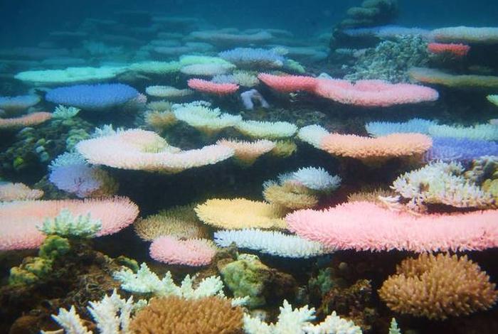 珊瑚生活在深海吗;珊瑚全部生活在海洋中吗 珊瑚生活在深海吗;珊瑚全部生活在海洋中吗