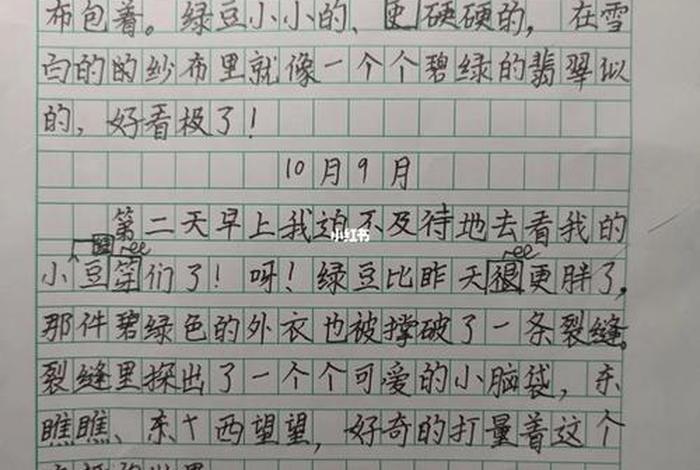 观察生活日记四年级下册 四年级下观察日记400字 观察生活日记四年级下册 四年级下观察日记400字
