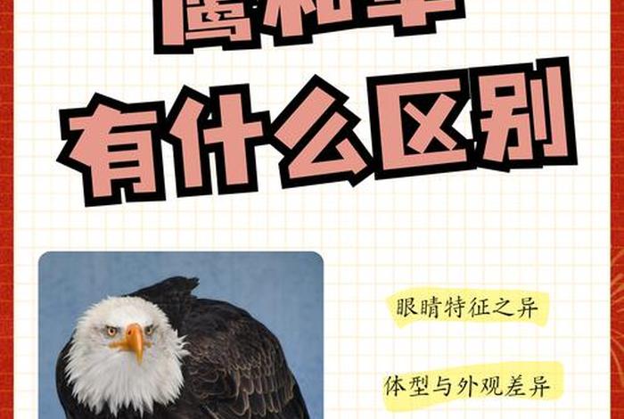 鹰的两种生活(鹰的两种生活方式) 鹰的两种生活(鹰的两种生活方式)