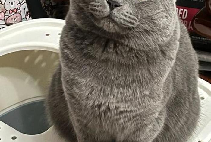 爱猫生活小组怎么上车；爱猫生活小组暗号在哪里