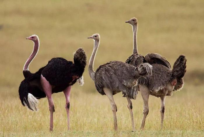 鸵鸟生活在哪个澳大利亚（鸵鸟生活在澳大利亚吗）