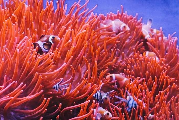 珊瑚生活在大陆架、珊瑚是生活在海里的什么？