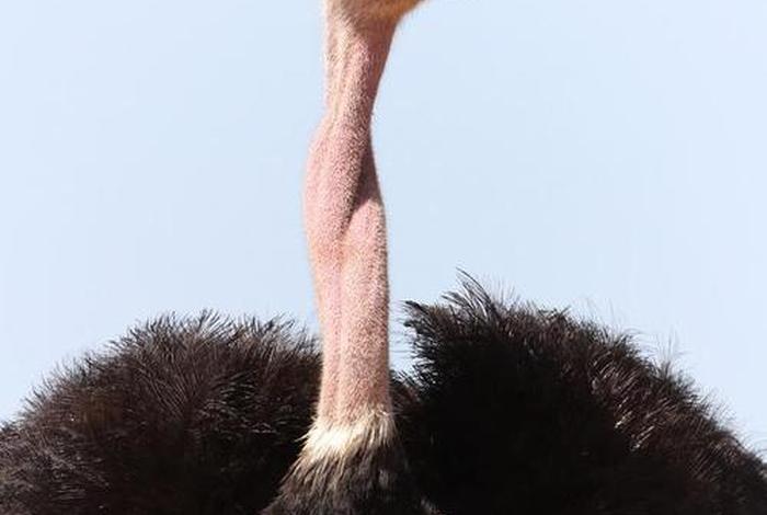 鸵鸟生活在哪儿、鸵鸟主要生活在哪里 鸵鸟生活在哪儿、鸵鸟主要生活在哪里