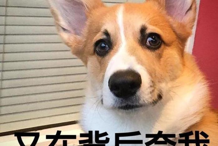 生活我硬撑表情包柯基犬,生活 我 表情包原图 压垮 生活我硬撑表情包柯基犬,生活 我 表情包原图 压垮