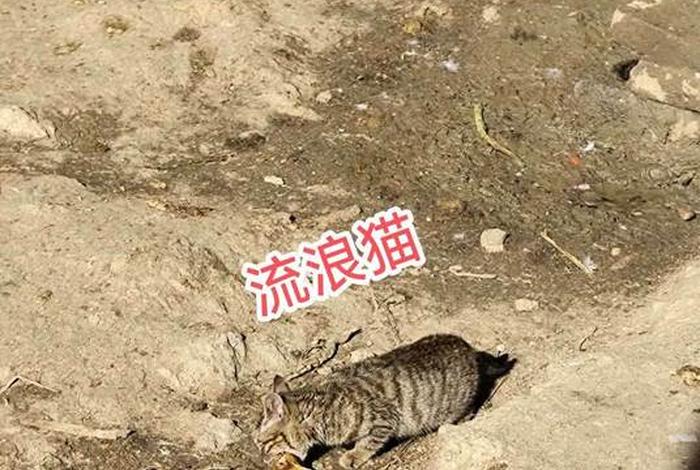 流浪猫的生活现状，流浪猫的生活现状是什么