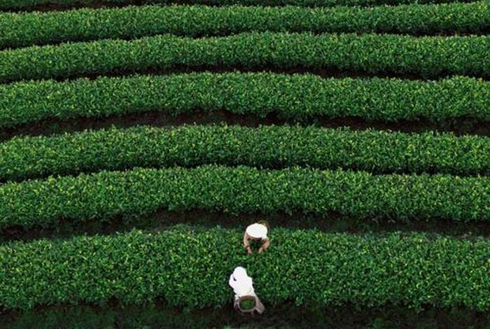 生活地带 普洱,普洱生活方式 生活地带 普洱,普洱生活方式