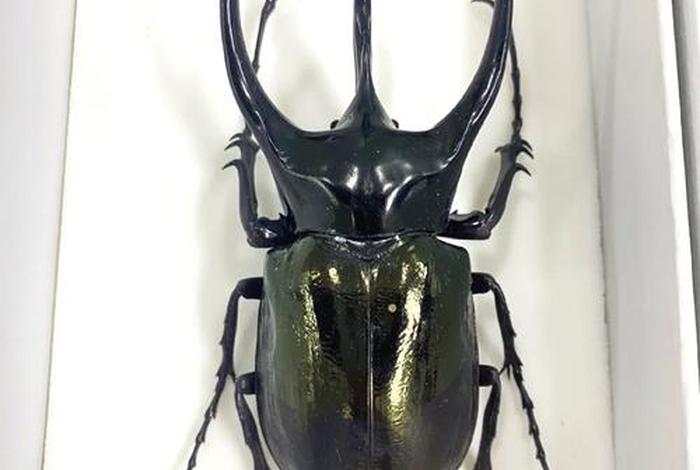 独角仙的生活习性是什么、独角仙的生活特征