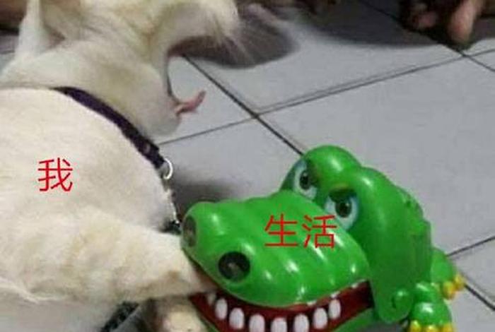 生活我图片表情包 我生活的图片带字 生活我图片表情包 我生活的图片带字