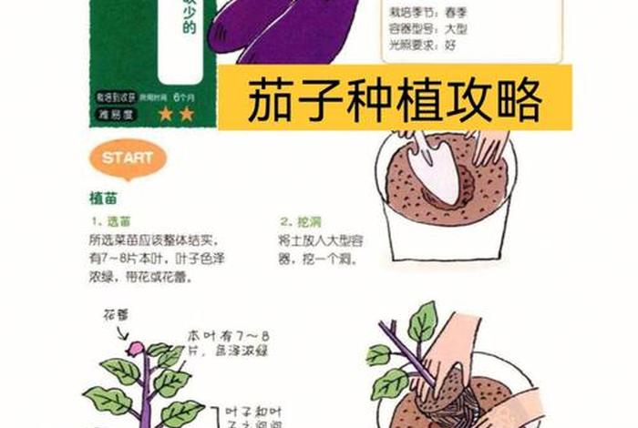 茄子生活环境 茄子的生活周期 茄子生活环境 茄子的生活周期