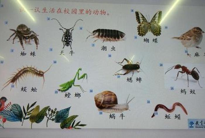 校园里的生物、校园里的生物有哪些 校园里的生物、校园里的生物有哪些