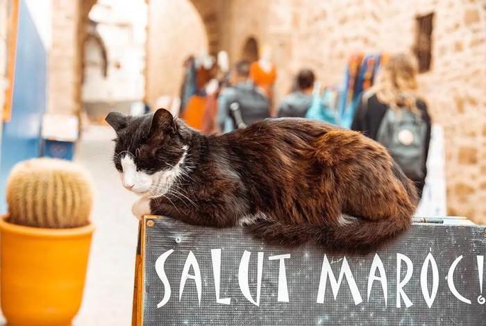 流浪猫的生活现状 流浪猫生活轨迹