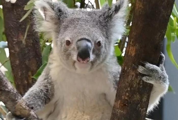 考拉生活习惯、考拉的生存现状
