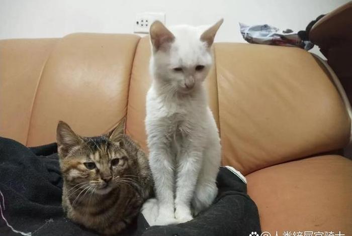 爱猫生活的团购都是真的吗；爱生活爱猫猫