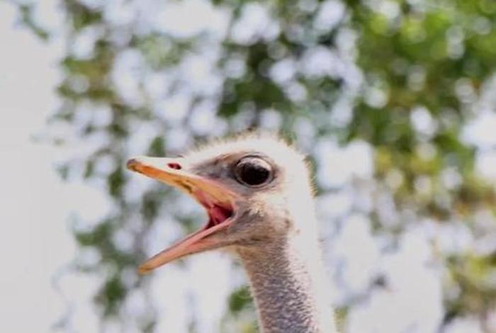 鸵鸟生活在挪威吗、鸵鸟生存在什么地区 鸵鸟生活在挪威吗、鸵鸟生存在什么地区