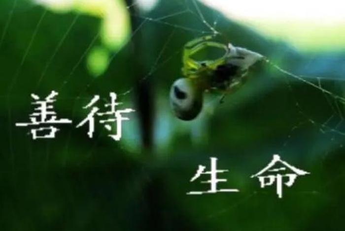 生活与生命的关系 - 生活与生命的关系图片