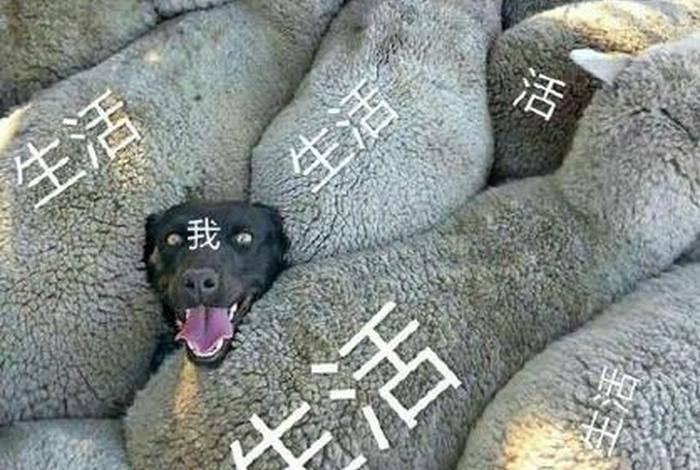 我 生活 表情 - 我生活表情包图片