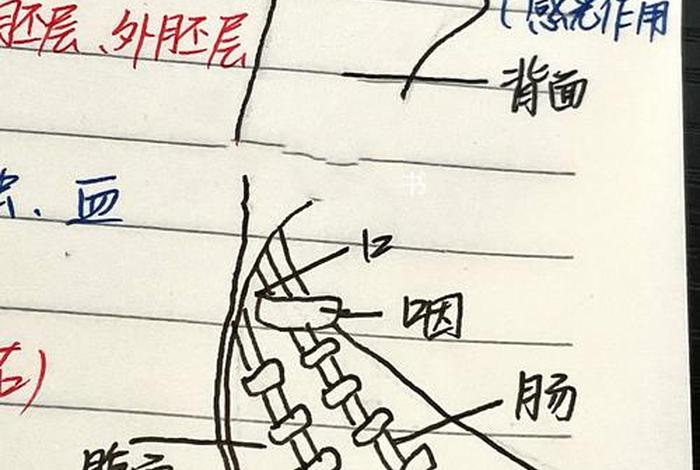 寄生生活的扁形动物,寄生生活的扁形动物什么器官发达 寄生生活的扁形动物,寄生生活的扁形动物什么器官发达