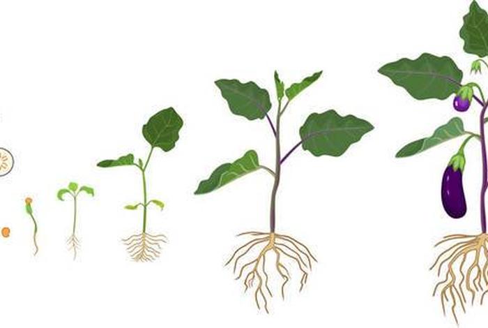 茄子生活周期（茄子生长周期几个月）