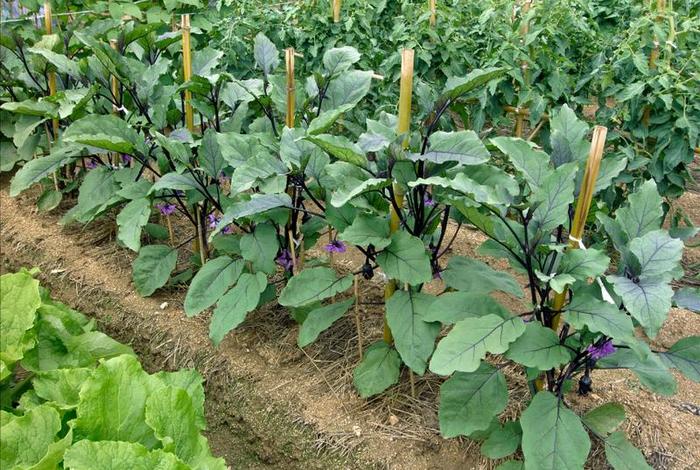 茄子生活环境是什么 - 茄子的生长地方 茄子生活环境是什么 - 茄子的生长地方