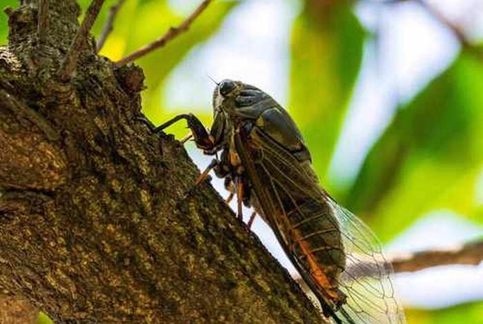 蝉的生活环境和特点、蝉的生活场景 蝉的生活环境和特点、蝉的生活场景