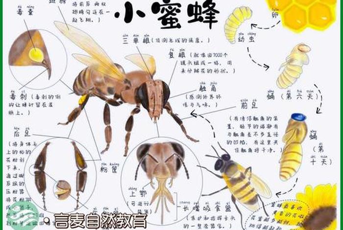 蜜蜂的生活习性是什么 - 蜜蜂的特点和生活特征三年级 蜜蜂的生活习性是什么 - 蜜蜂的特点和生活特征三年级