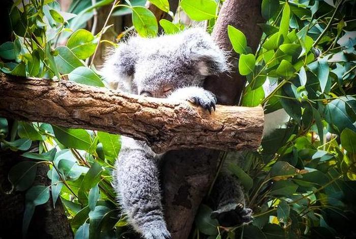 考拉生活习惯、考拉的生存现状