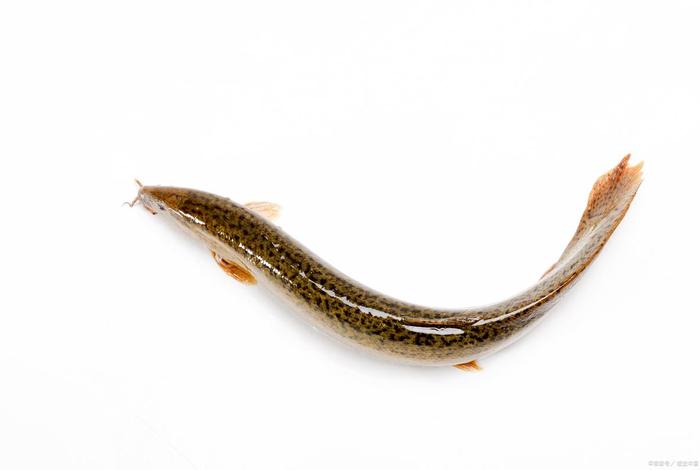 泥鳅生活环境（泥鳅生活环境那么差能吃吗）