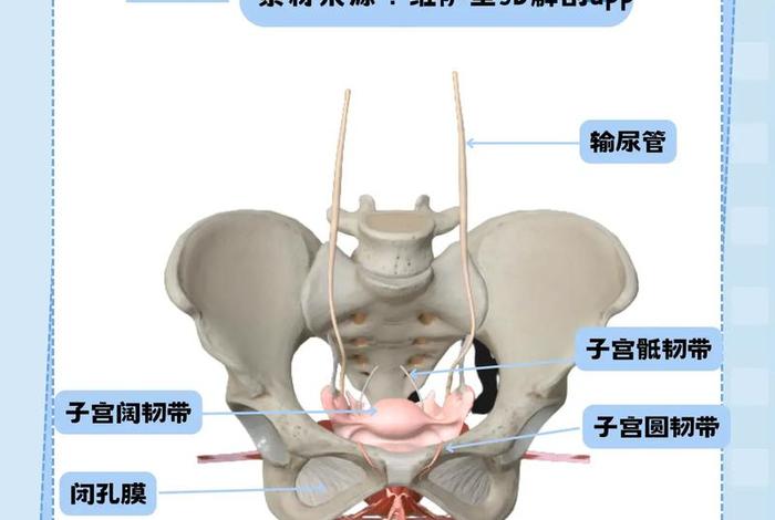美女的生殖部位 - 美女的生殖部位长啥样 美女的生殖部位 - 美女的生殖部位长啥样
