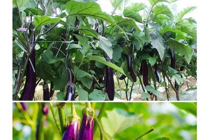 茄子生活本色 茄子记录美好生活 茄子生活本色 茄子记录美好生活