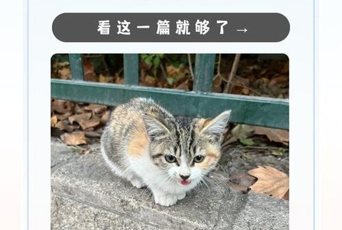 流浪猫的生活日常游戏,流浪猫的生活攻略 流浪猫的生活日常游戏,流浪猫的生活攻略