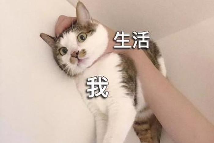 生活 我表情包图片大全、我 生活 表情