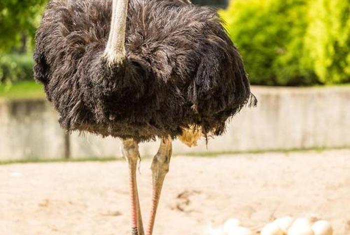 鸵鸟的生活特点是什么、鸵鸟的特点和生活环境 鸵鸟的生活特点是什么、鸵鸟的特点和生活环境