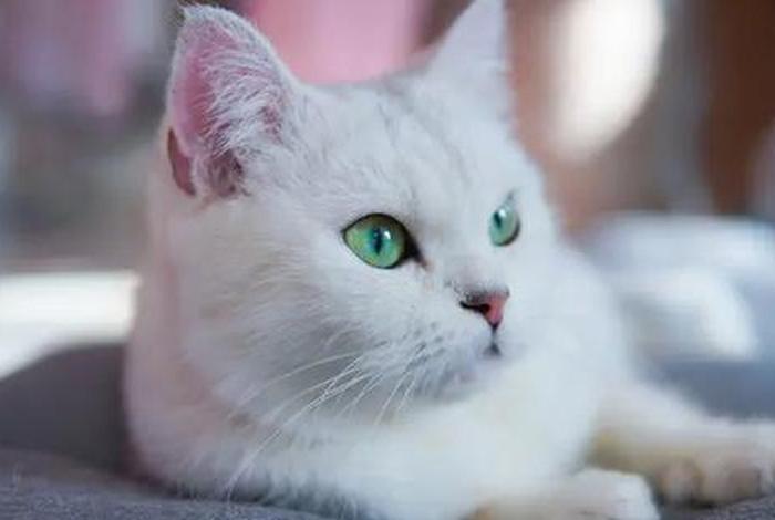 爱猫生活吧 心丝虫高发区、猫心丝虫会传染给其他猫吗 爱猫生活吧 心丝虫高发区、猫心丝虫会传染给其他猫吗