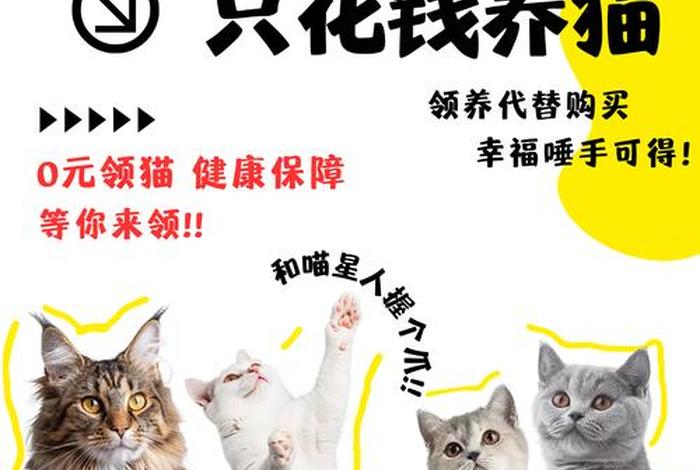 爱猫生活小组怎么进(爱猫生活小组团购真假) 爱猫生活小组怎么进(爱猫生活小组团购真假)