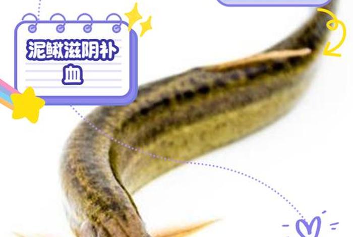 泥鳅生活深水还是浅水、泥鳅深水养殖好还是浅水养殖好 泥鳅生活深水还是浅水、泥鳅深水养殖好还是浅水养殖好