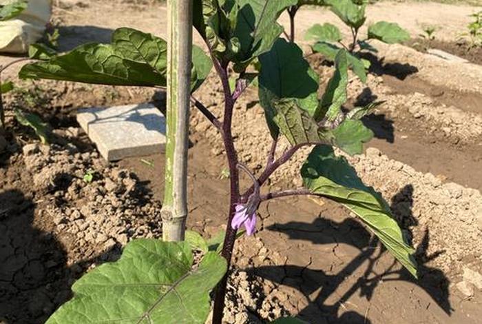 茄子生活本色 茄子记录美好生活 茄子生活本色 茄子记录美好生活