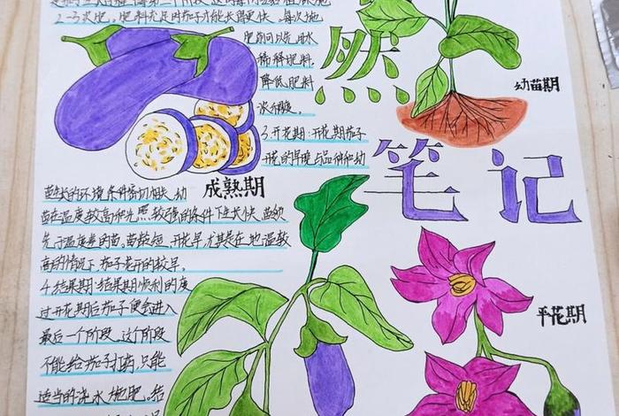 茄子生长日记图片，茄子生长日记图片简笔画
