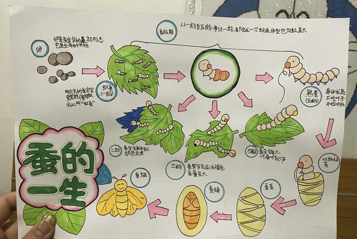 蚕的生活习性是什么 蚕的生活方式现象叫什么