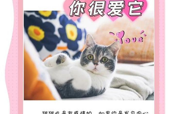 爱猫生活的视频 爱猫生活组观点正确吗 爱猫生活的视频 爱猫生活组观点正确吗